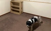 Bed shelves 