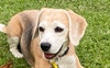 My female beagle