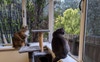 Gideon and ash spying on the neighbours