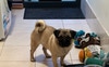 The resident pug
