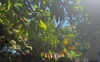 Take pride in our garden ! 
