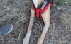 Amber is our goofy 8mth Kelpie pup.