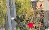 Gardening 