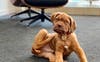 Bosley