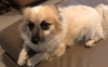 The dog 