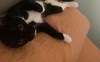 Aura - The Cat 