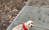Groomed Ace :)