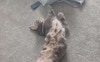 Yuki inside cat