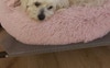 Cleo the moodle