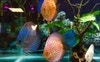 12 BEAUTIFUL DISCUS FISH
