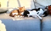 Les chats, Sam and Bella