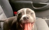 Your new roomie!