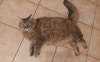 Bigger Kitty (BK)