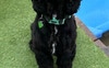 My 18 month old cocker spaniel - Star!