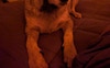 House dog cyllus 