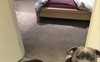 Dogs