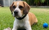 My male puggle