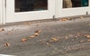 the kitties