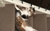 Kitty