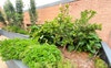 COMMUNAL HERB GARDEN