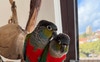 Duke & Ace (my parrots) 