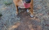 Ruby is 3.5yr Staffi X fun loving sweet gentle