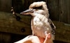 Our Regular Visitor