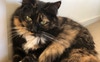My cat, Lilo