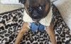 This is Taki, he's a Brussels Griffon.