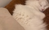 My cat sky very lazy and loves to sleep